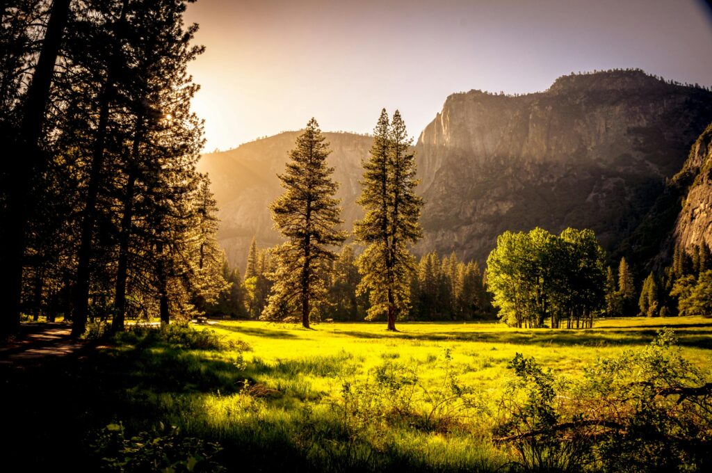 pexels photo 131723 131723 Captivating autumn scene with sunlit forest clearing and mountains at sunset, perfect for nature backgrounds.